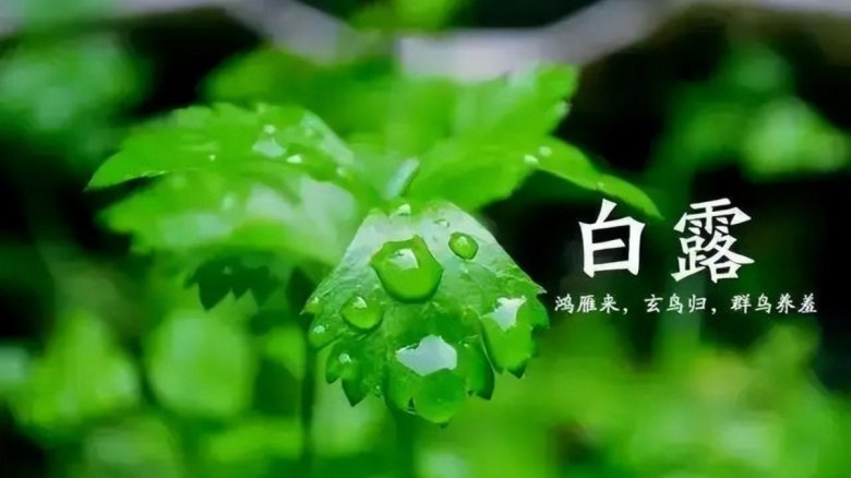 白露 悄然降臨于秋風初起的時節(jié).jpg